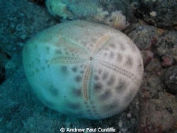 Skeleton of a sea urchin at 3m, taken on a Casio Z85 with... by Andrew Paul Cunliffe 